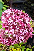 HYDRANGEA ARBORESCENS PINK ANNABELLE