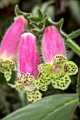 Kohleria warschewiczii