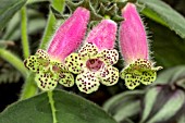 Kohleria warschewiczii