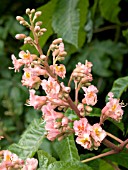 AESCULUS CARNEA (HORSE CHESTNUT)