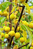 MALUS X ROBUSTA YELLOW SIBERIAN