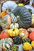 MIXED GOURD DISPLAY