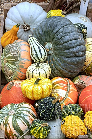 MIXED_GOURD_DISPLAY