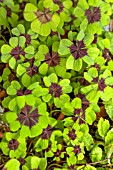 OXALIS TETRAPHYLLA IRON CROSS