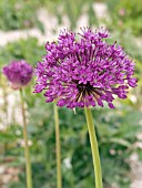 ALLIUM HOLLANDICUM (AFLATUNENSE)