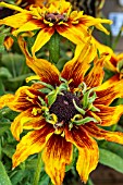 RUDBECKIA SUMMERINA FRINGLE FUDGE