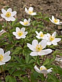 ANEMONE NEMEROSA (WOOD ANEMONE)