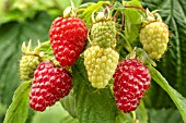 Rubus idaeus Autumn Treasure