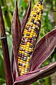 ZEA MAYS FIESTA