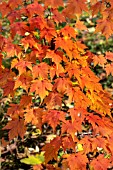 ACER MICRANTHUM