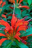 Aeschynanthus Hot Flash