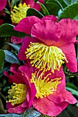 CAMELLIA VERNALIS YULETIDE