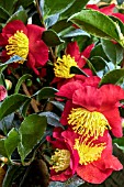 CAMELLIA VERNALIS YULETIDE