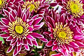 CHRYSANTHEMUM BOLTE