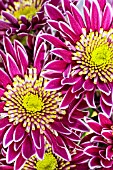 CHRYSANTHEMUM BOLTE