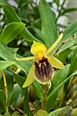 COELOGYNE FULIGINOSA