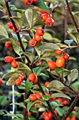 COTONEASTER FRANCHETII