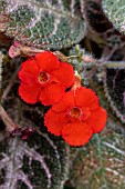 Episcia Country Kitten