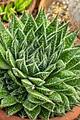 HAWORTHIA ARISTATA