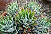 HAWORTHIA ARISTATA WALROCKS VARIETY