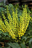 MAHONIA X MEDIA WINTER SUN