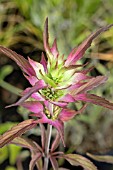 MONARDA PUNCTATA