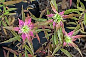 MONARDA PUNCTATA