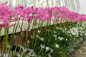 NERIUM BOWDENI & ZEPHYRANTHES CANDIDA