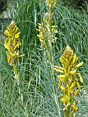 ASPHODELINE (ASPHODELUS) LUTEA