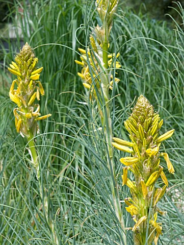 ASPHODELINE_ASPHODELUS_LUTEA