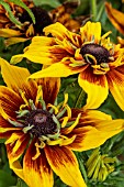 RUDBECKIA SUMMERINA FRINGLE FUDGE