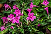 RUELLIA MAKOYANA MAUVE