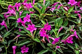 RUELLIA MAKOYANA MAUVE