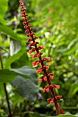 SALVIA CONFERTIFLORA