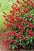 SALVIA SPLENDENS BONFIRE