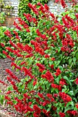 SALVIA SPLENDENS BONFIRE