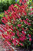 SALVIA SPLENDENS YVONNES GIANT