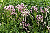 SANGUISORBA BLACKTHORN