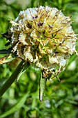 SCABIOSA STELLATA