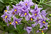 SOLANUM CRISPUM GLASNEVIN