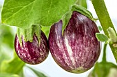 SOLANUM MELONGENA PIN STRIPE