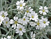 CERASTIUM TOMENTOSUM (SNOW IN SUMMER)