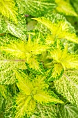 Solenostemon scutellarioides Dairymaid