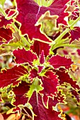 Solenostemon scutellarioides Glory Of Luxembourg