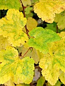 RIBES SANGUINEA (FLOWERING CURRANT)