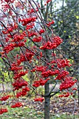 SORBUS COMMIXTA