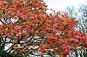 SORBUS SARGENTIANA