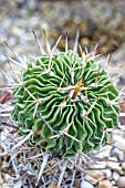 STENOCACTUS OCHOTERE NANUS