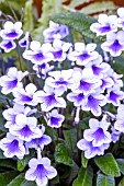 STREPTOCARPUS CRYSTAL ICE