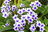 STREPTOCARPUS CRYSTAL ICE